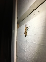 Limnephilus binotatus