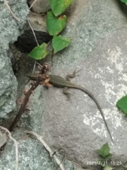 Clarks' Lizard photo 3