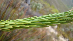 Euryops rehmannii