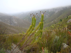 Euryops rehmannii