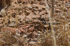 Aspidoscelis scalaris