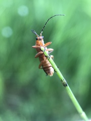 Rhagonycha fulva