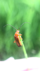 Rhagonycha fulva