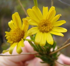 Euryops rehmannii