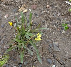Taraxacum macilentum