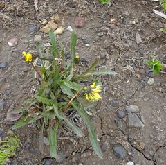 Taraxacum macilentum