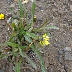 Taraxacum macilentum