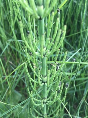 Equisetum palustre