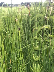 Equisetum palustre
