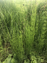 Equisetum palustre