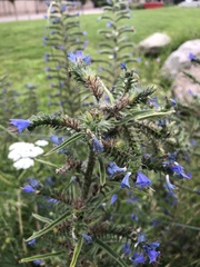 Echium vulgare