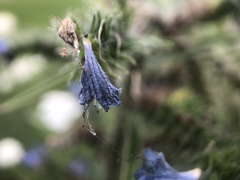 Echium vulgare