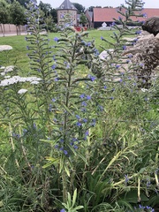 Echium vulgare