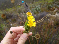 Euryops rehmannii