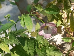 Convolvulus arvensis