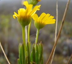 Euryops rehmannii