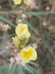Linaria vulgaris