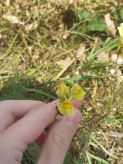 Linaria vulgaris