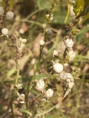 Linaria vulgaris