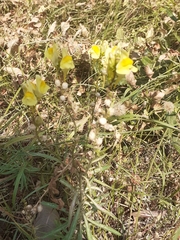 Linaria vulgaris
