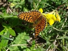 Boloria euphrosyne