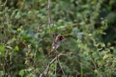 Lonchura punctulata