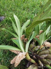 Eria spicata