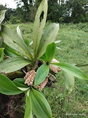 Eria spicata