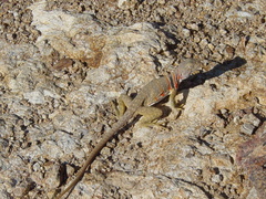 Crotaphytus nebrius