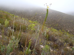 Euryops rehmannii