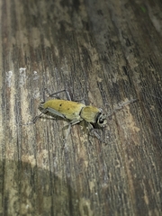 Chlorophorus glabromaculatus