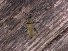 Chlorophorus glabromaculatus