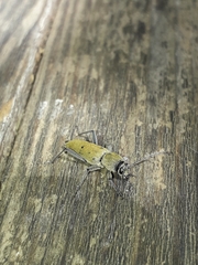 Chlorophorus glabromaculatus