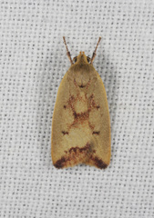 Ageletha elaeodes