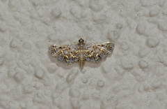 Eurrhyparodes lygdamis