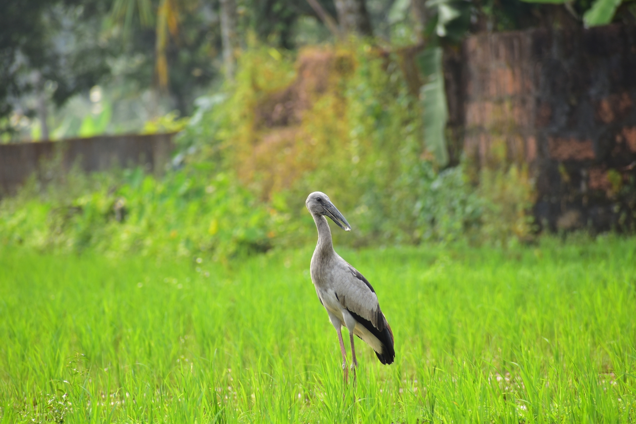 Asian Openbill