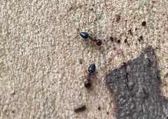 Crematogaster rogenhoferi