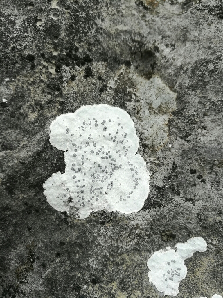 Lecanora marginata