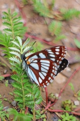 Limenitis cottini