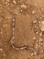 Oreocryptophis porphyraceus