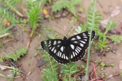 Limenitis cottini