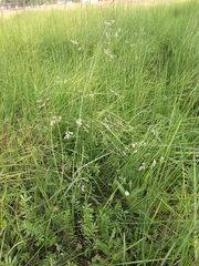 Poa subfastigiata