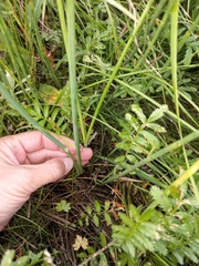 Poa subfastigiata
