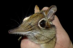 Petrodromus tetradactylus