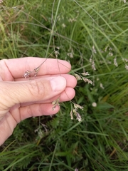 Poa subfastigiata