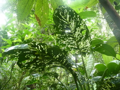 Dieffenbachia grayumiana