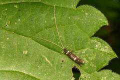 Leptocerus interruptus