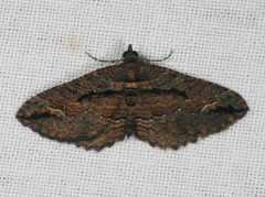 Chrysolarentia plagiocausta