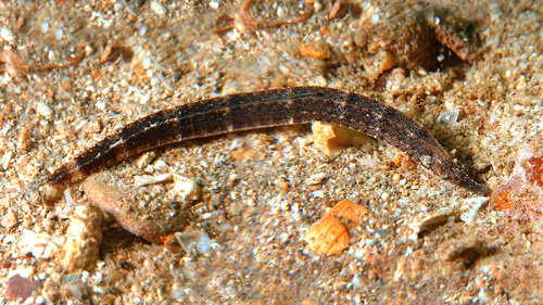 Obscure pipefish (Phoxocampus diacanthus) — Syngnathidae