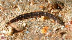 Phoxocampus diacanthus